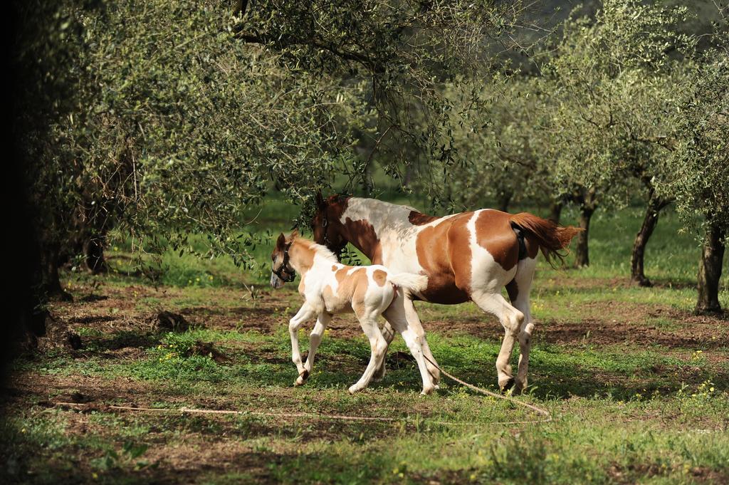 Agriturismo Frantoio Mafrica Limbadi Buitenkant foto