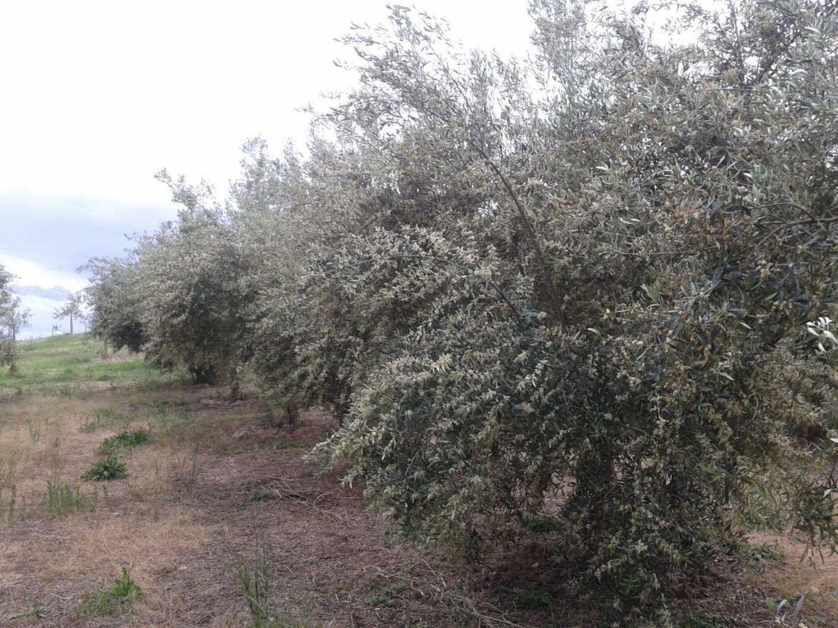 Agriturismo Frantoio Mafrica Limbadi Buitenkant foto